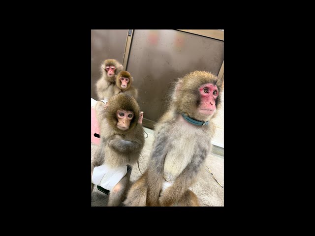 前回のパンチくんについての話の補足、赤ちゃん猿の秘密。そして最後に