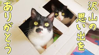 The moving date for the rescued cats Azuki & Sakura has been