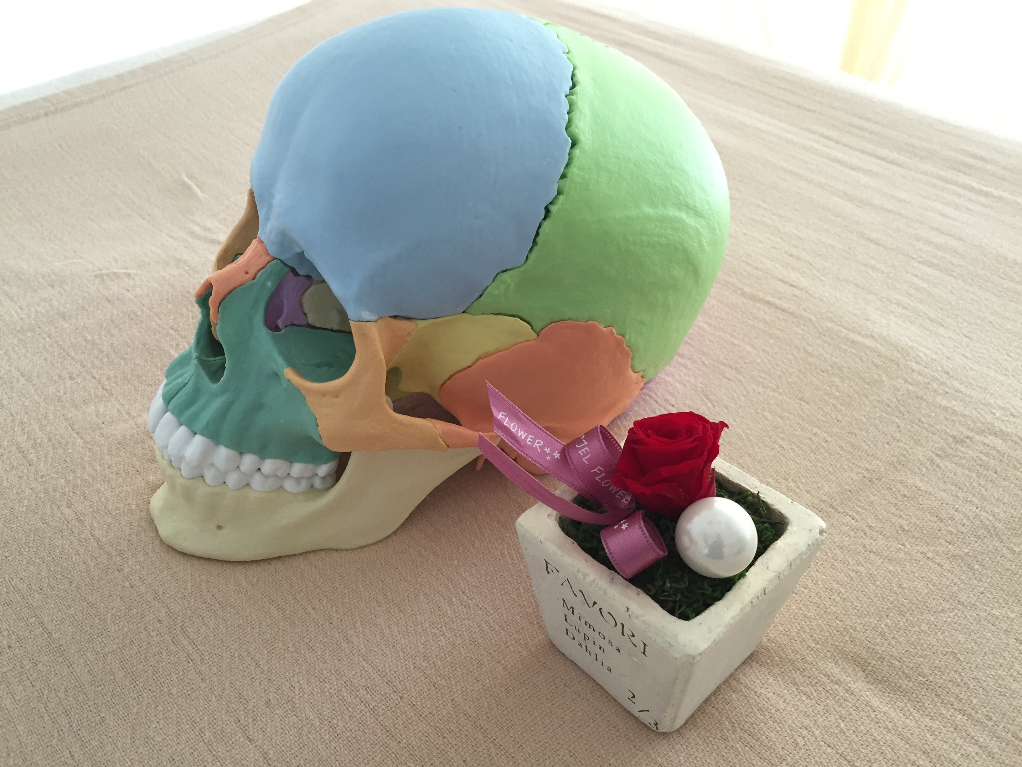 クラニオセイクラル・バイオダイナミクス | 湘南・大磯 クラニオセイ