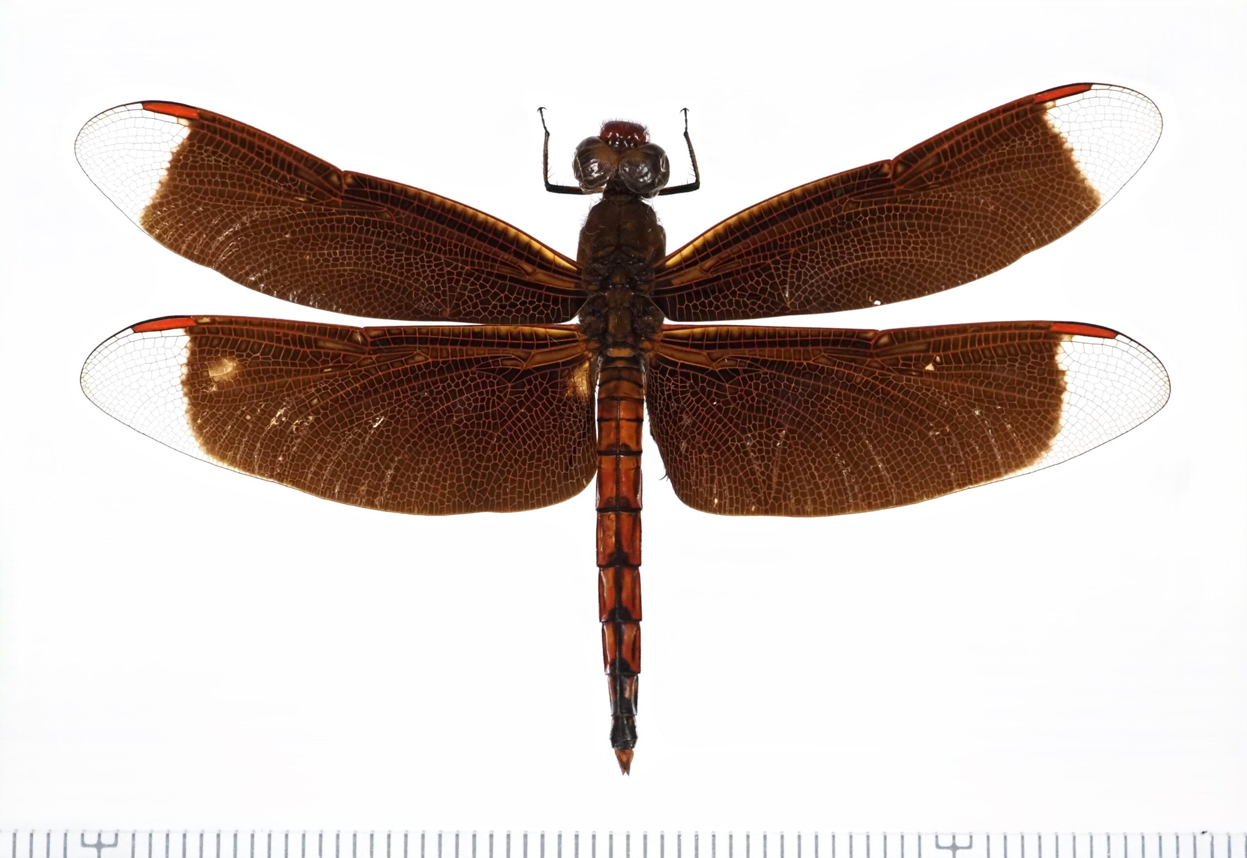 アカスジベッコウトンボ Neurothemis ramburii - お気軽Webトンボ図鑑