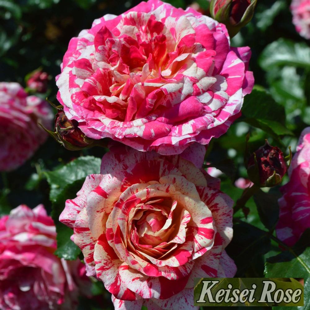 トイ トイ トイ！ バラ FL フロリバンダの特徴と育て方 | 苗木部の部室