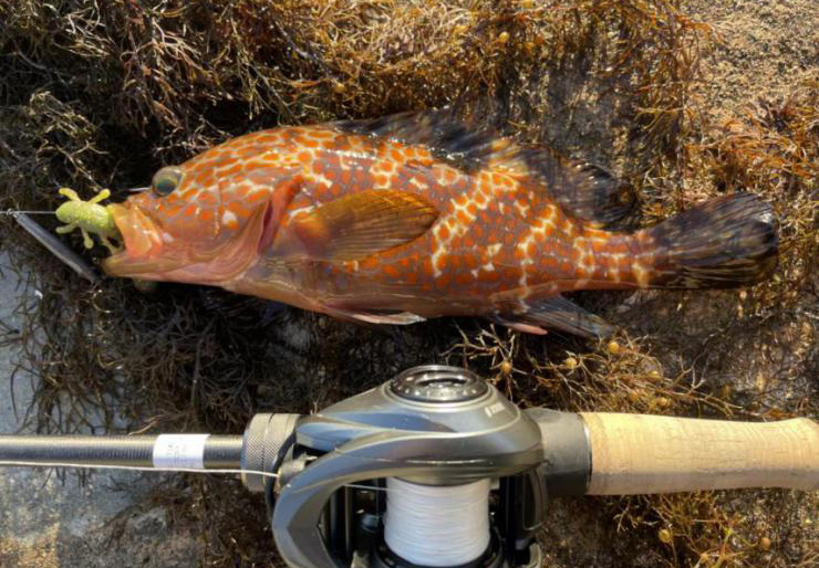 新時代のロックフィッシュロッド！ G-TEC渾身のクロスセンシティブ