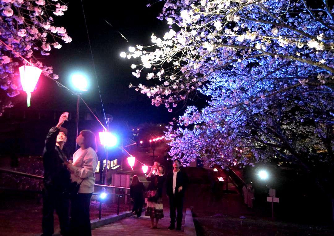 茨城新聞】闇に浮かぶヤエザクラ 幻想的にライトアップ 那珂・静峰