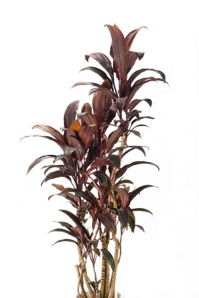 赤ドラセナ | いぶすき観葉植物｜観葉のまち指宿