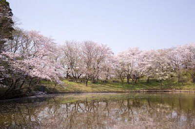 水海道あすなろの里の桜（常総市） - お花見2026 - ウォーカープラス