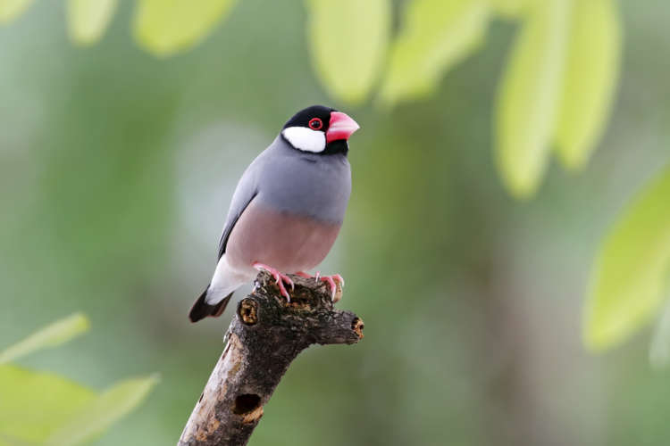 獣医師監修】文鳥の特徴や性格、飼い方について | PECO（ペコ）