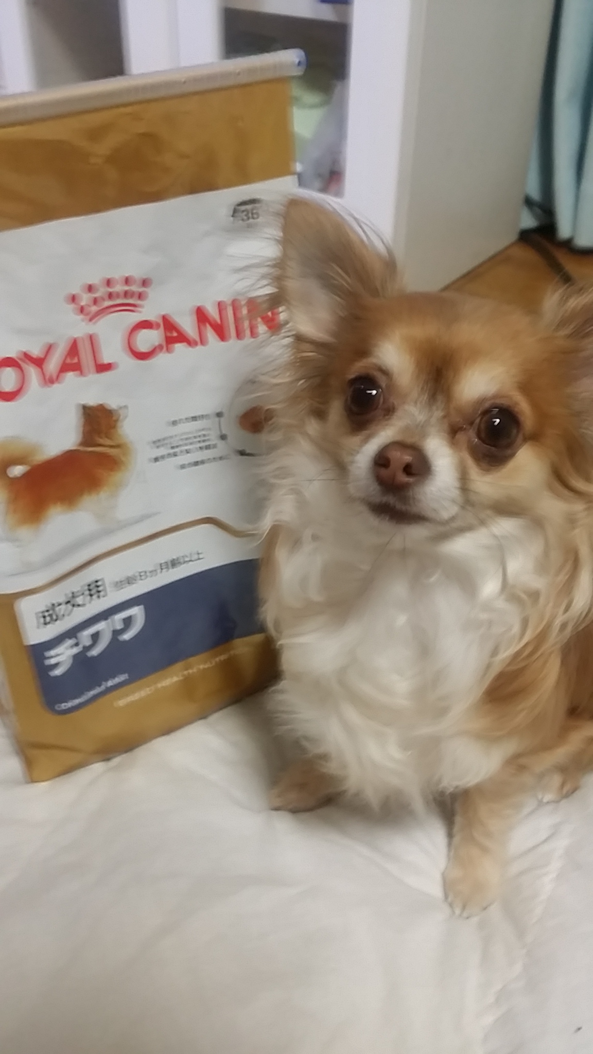 口コミ・レビュー｜ロイヤルカナン チワワ 成犬用｜ 犬用ドライフード