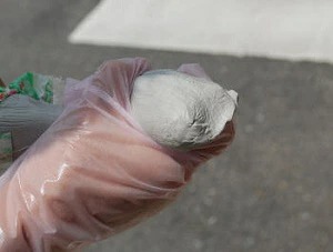 楽天市場】ねずみ駆除 業務用 ネズミ忌避パテ キクネン B-7V 1kg 日東