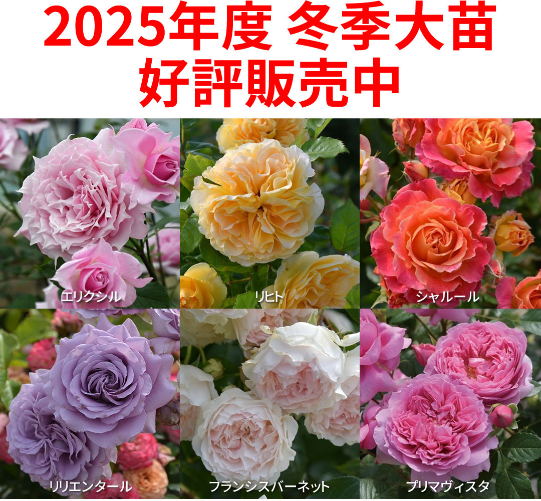 バラの家 公式本店 ロサオリエンティス【バラ苗 専門店】