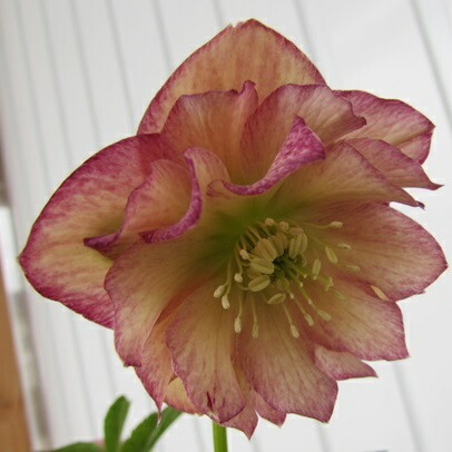 楽天市場】【現品】クリスマスローズ ウィンターシンフォニー