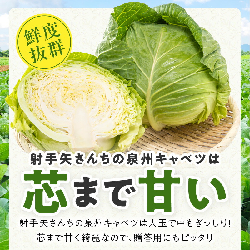 楽天市場】【ふるさと納税】最短翌日 ☆高評価 4.85 泉州キャベツ 5kg