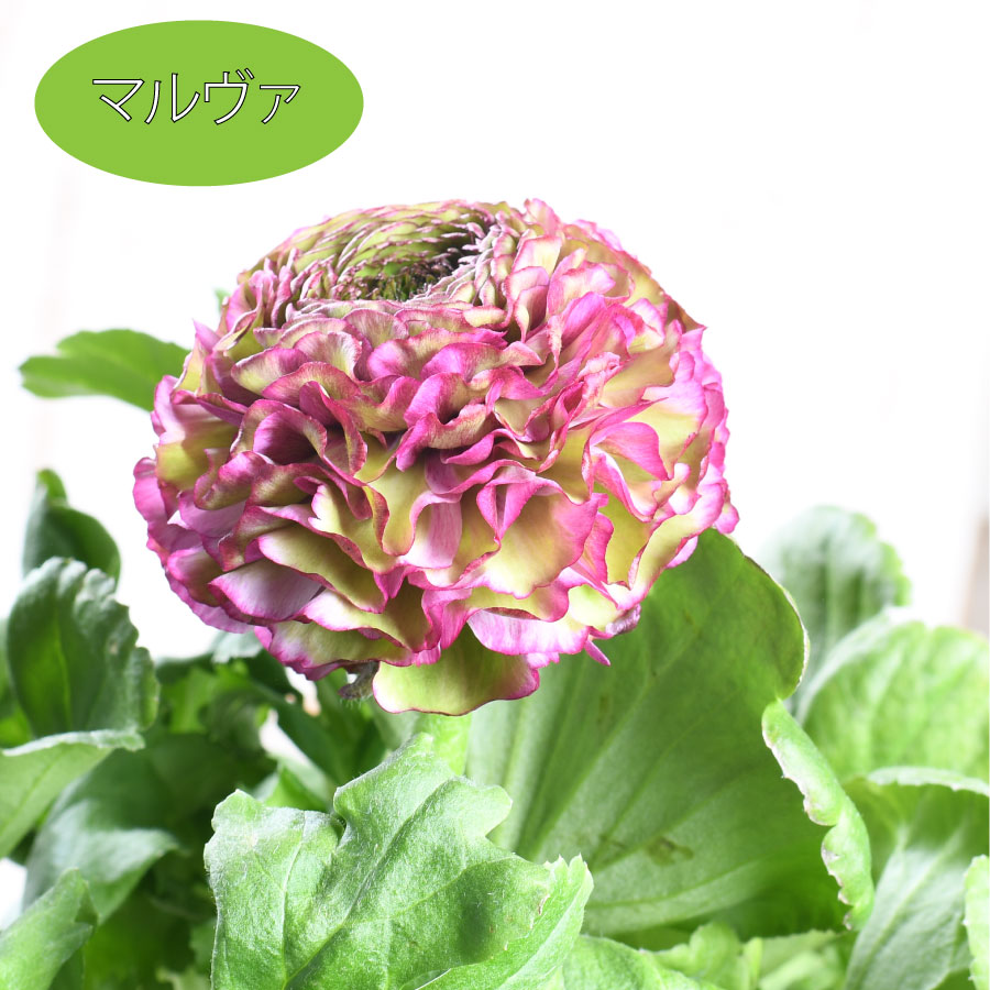 楽天市場】ラナンキュラス ポンポン 5号鉢 希少 鉢花 珍しい かわいい