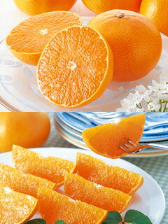 楽天市場】 露地せとか : 愛媛みかんの「のま果樹園」