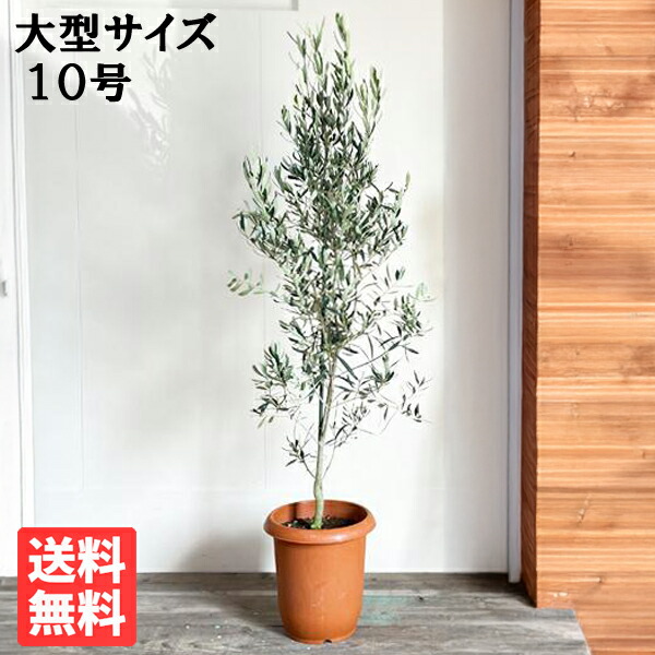 楽天市場】観葉植物 大型 オリーブ 10号鉢 法人様送料無料 庭木 鉢植え
