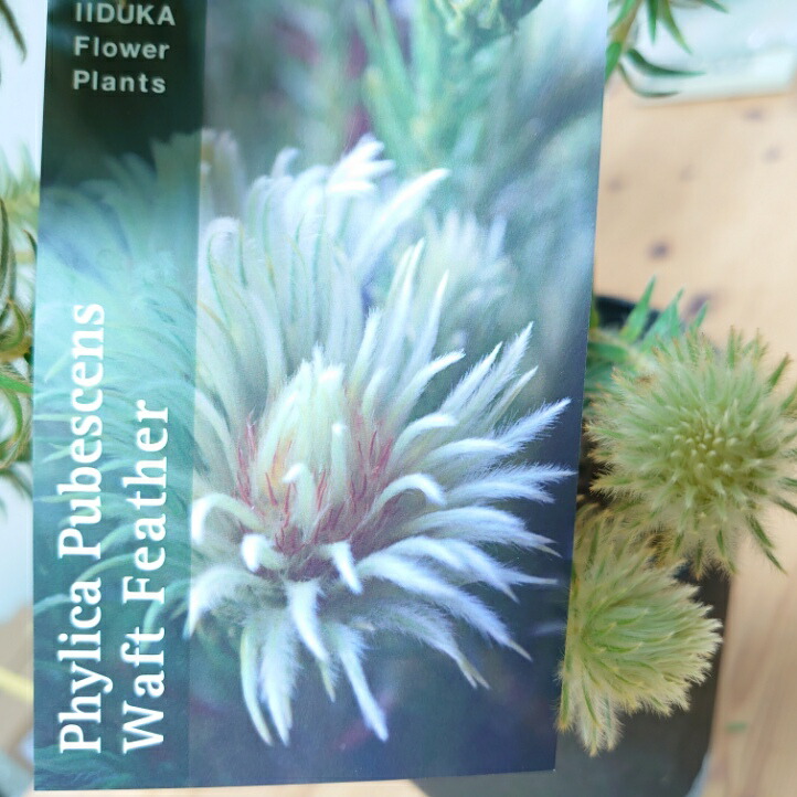 楽天市場】【フィリカ プベッセンス ーワフトフェザー】 ガーデニング