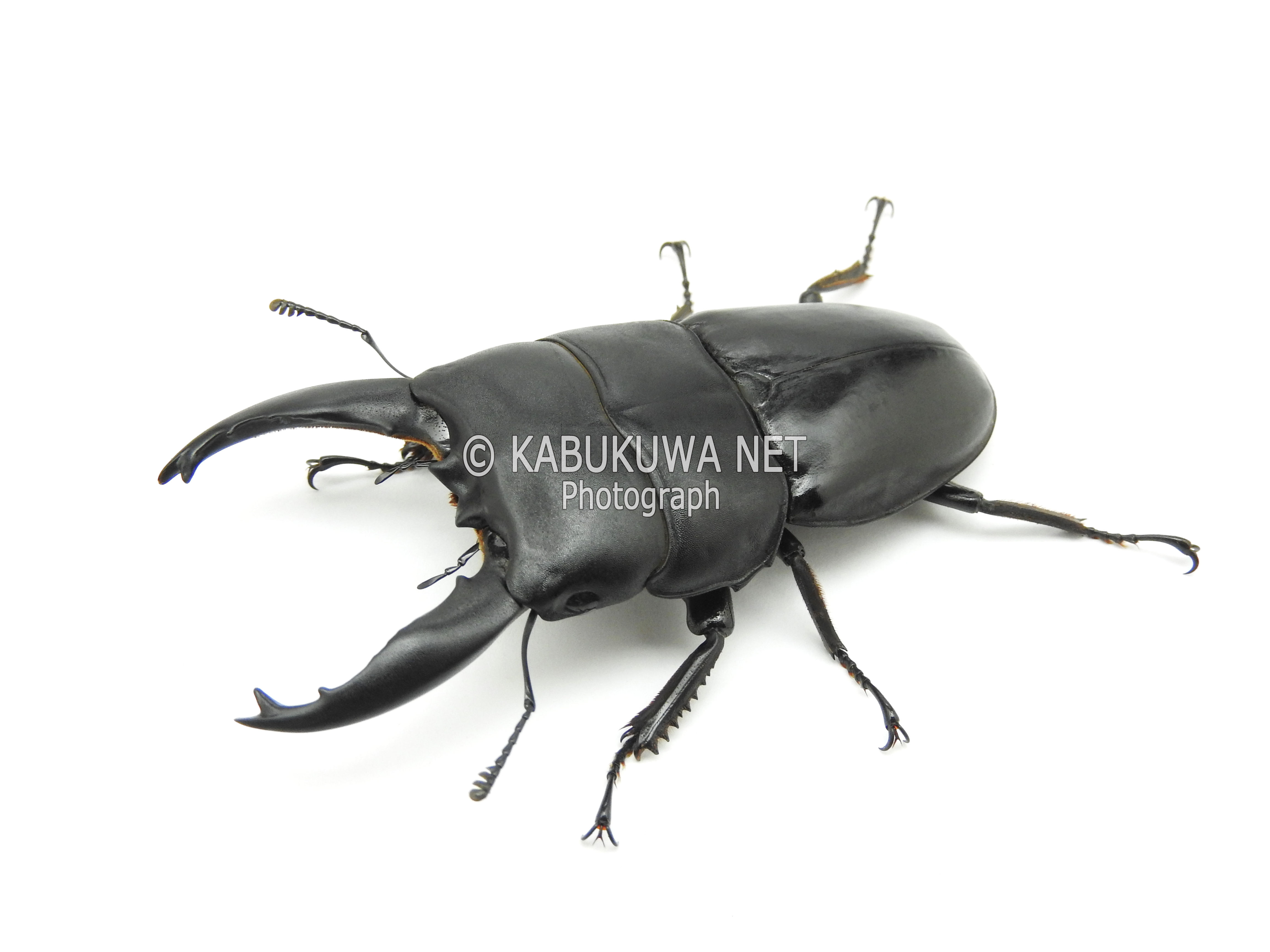 ヒラタ/アルキデスヒラタクワガタ ♂74－75mm 短歯ー中歯 ペア