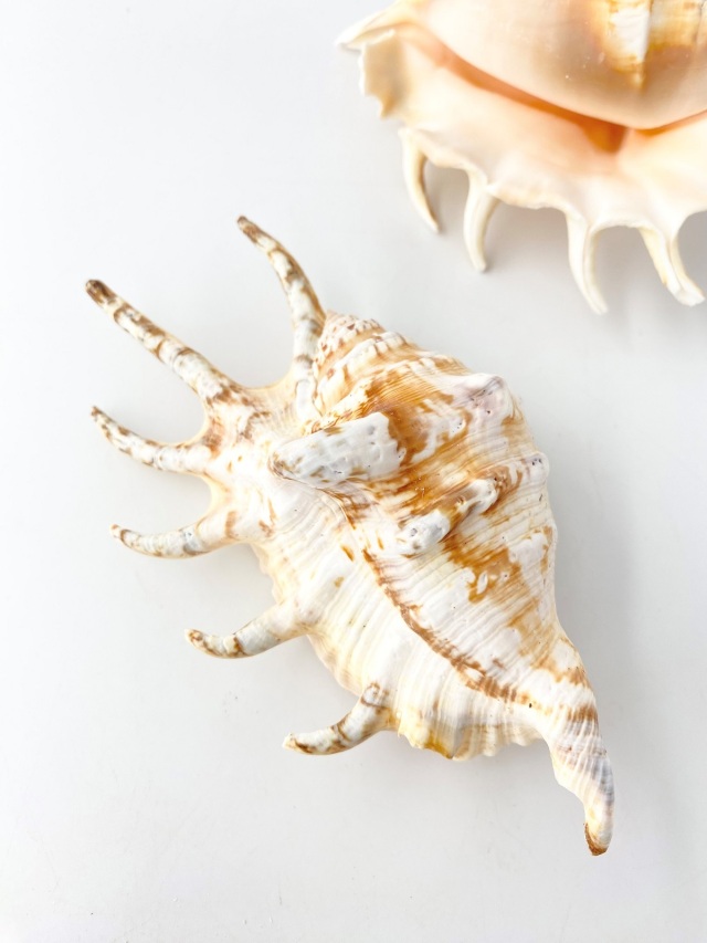 クモガイタイガー【13cm前後】En: Lambis Lambis - Tiger (size:13cm