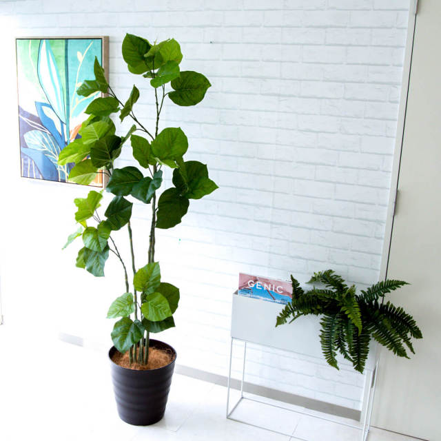 人工 観葉植物 フェイク グリーン ウンベラータ H約165cm 店舗 装飾