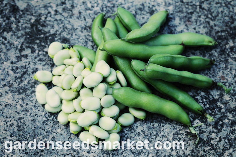 そらまめ「ハングダウンホワイト」 - 種子500g - Vicia faba L