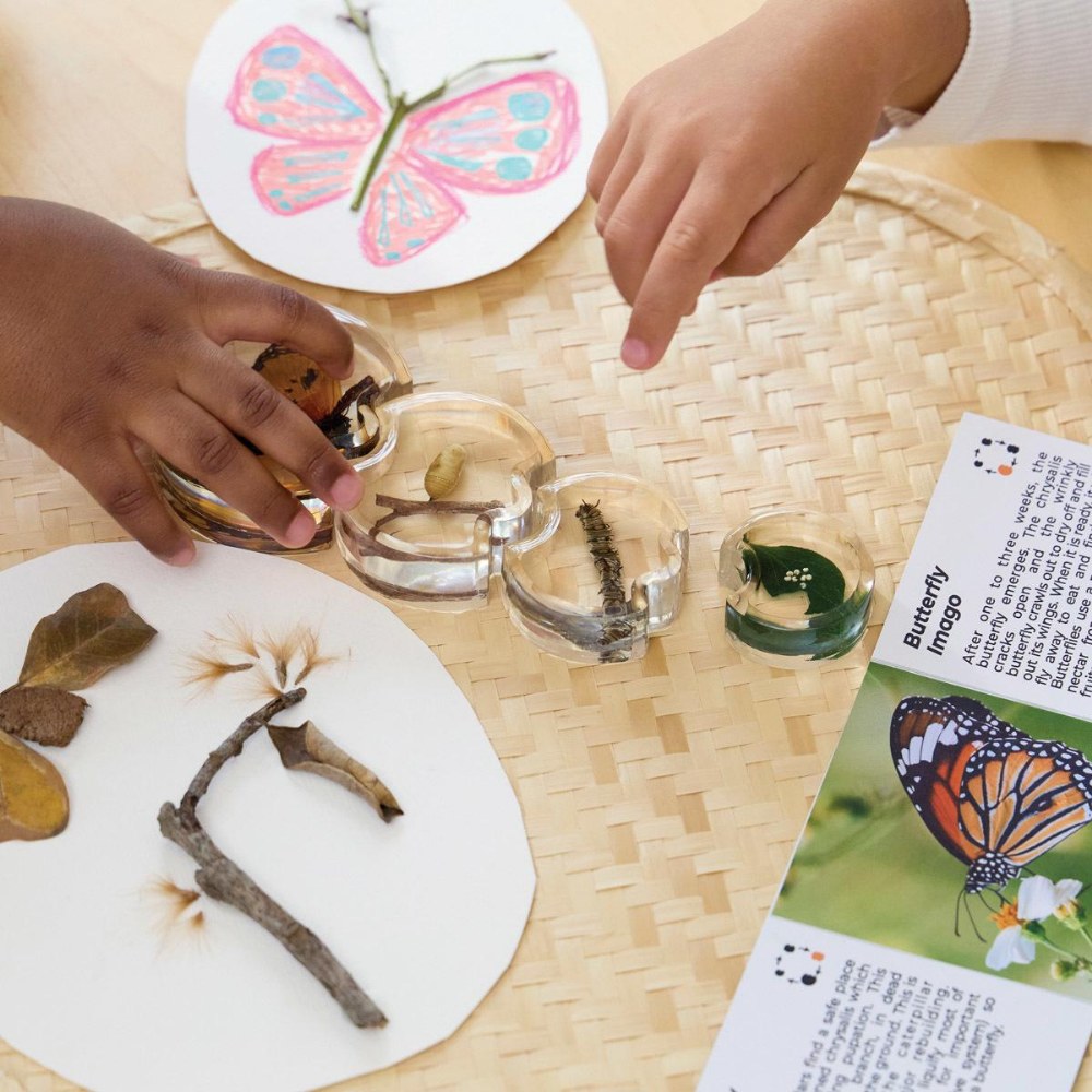 Specimen Life Cycle Puzzle - Butterfly