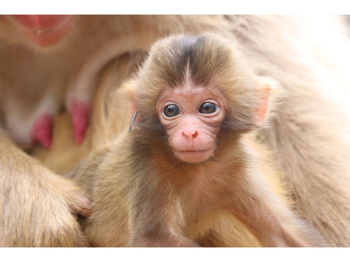 高尾山さる園、投票でサルの赤ちゃんを命名へ 親の名としりとりで
