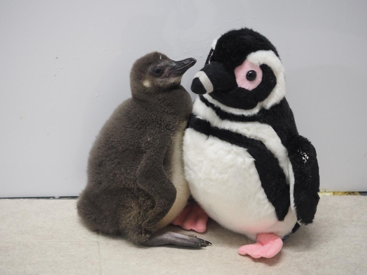 すみだ水族館のペンギンの赤ちゃん、すくすく成長中 間もなく1カ月