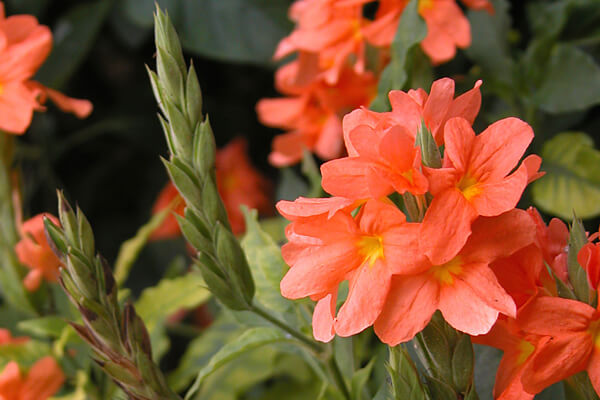 365日の誕生花・花言葉 一覧 ｜11月の誕生花｜花キューピット