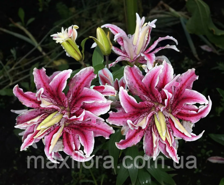 Лилия Magic Star 12/14(на березень, викопка з грунту): продажа