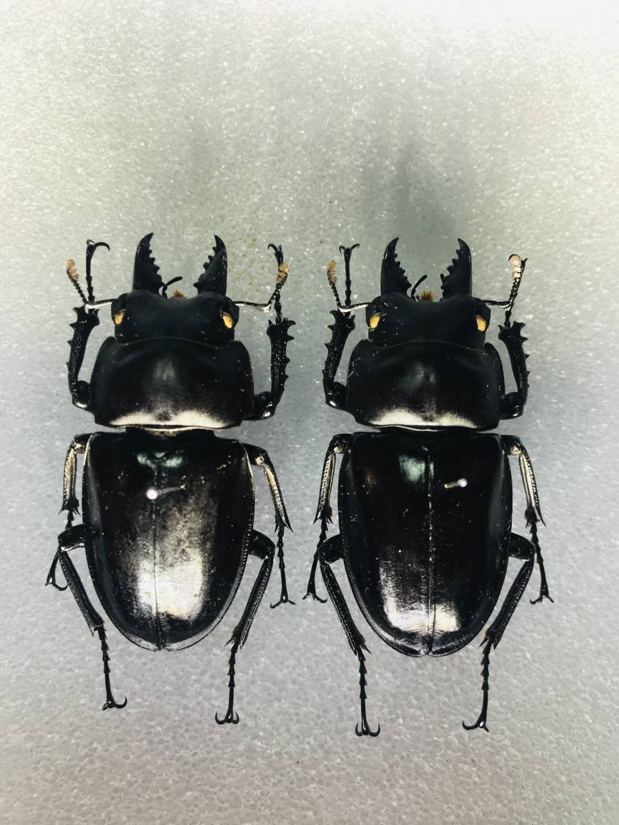 奄美大島産アマミマルバネクワガタ 野外品標本 【公式通販】