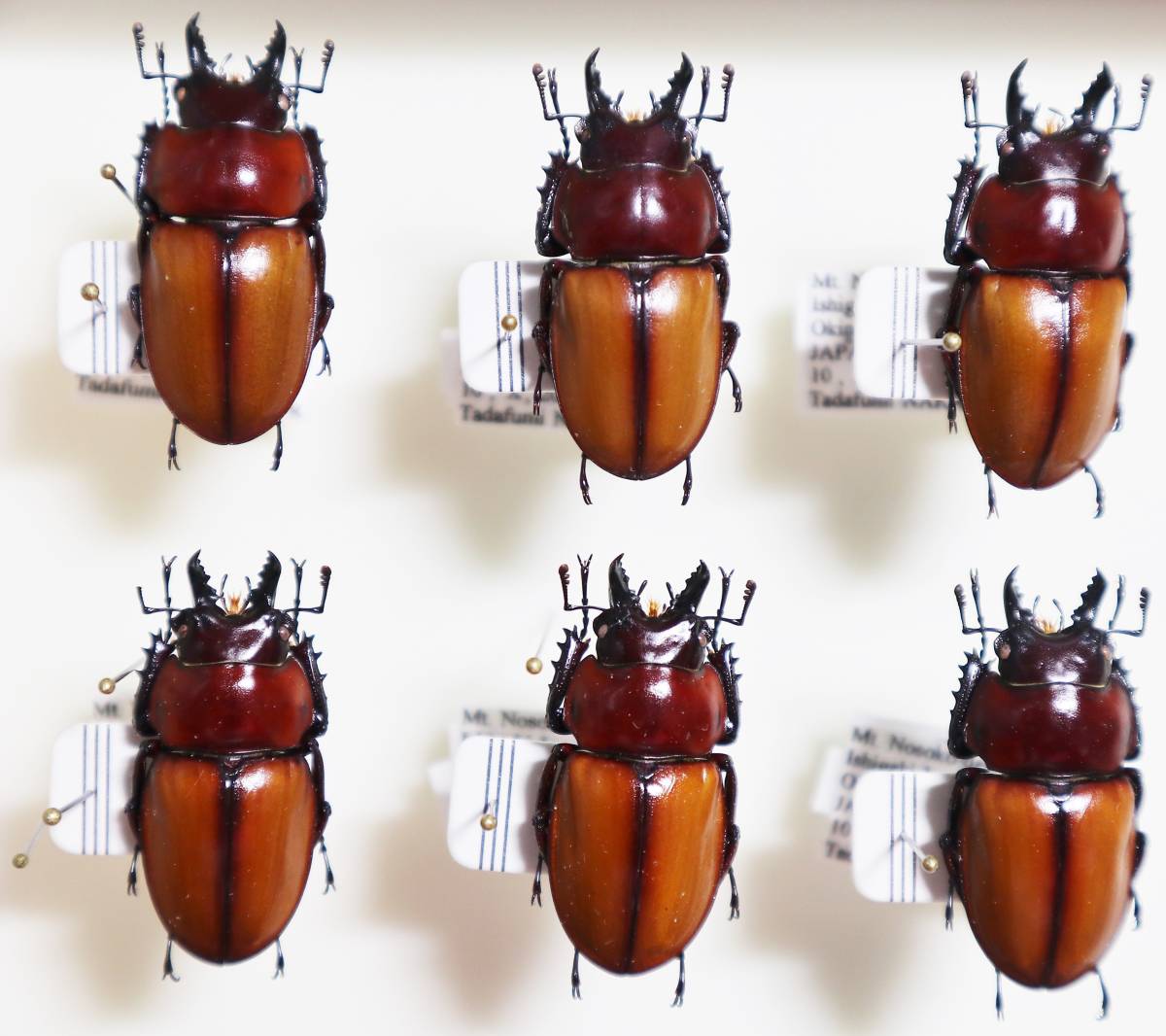 標本 規制前野外品チャイロマルバネクワガタ27mm 西表島 規制前採集品