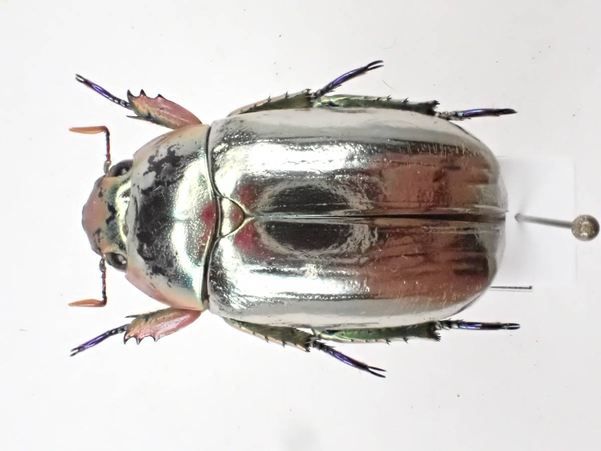 未使用】針混-46 クリサルギレアプラチナコガネ ＊翅は綺麗だが胸部に