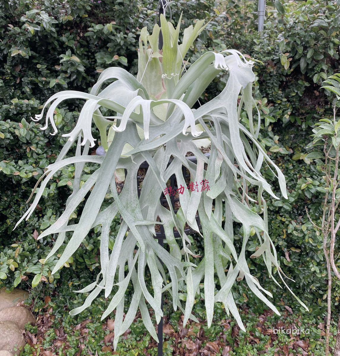 P.Banna#A ビカクシダ CAMELYELLOW様専用 ビカクシダ(コウモリラン