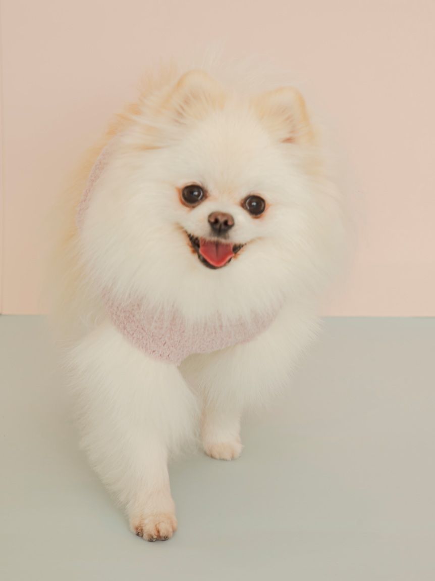 CAT&DOG】ポメラニアジャガードプルーバー(ウェア)｜ルームウェア