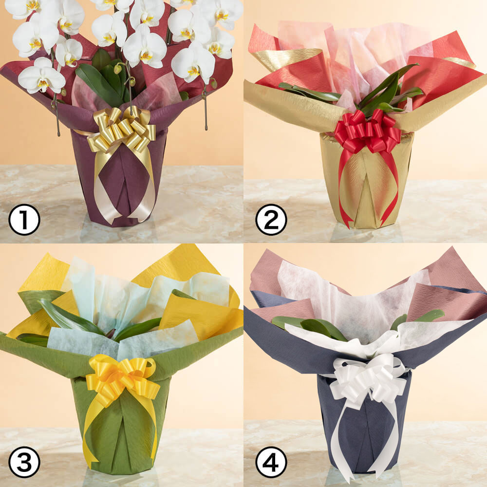 大輪胡蝶蘭「3本立ち（白）～スタンダードクラス～」｜フラワーギフト