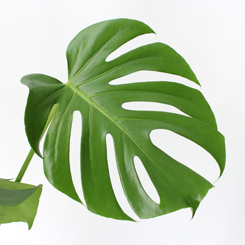 観葉植物「モンステラ」6号｜フラワーギフト通販ならイイハナ・ドットコム