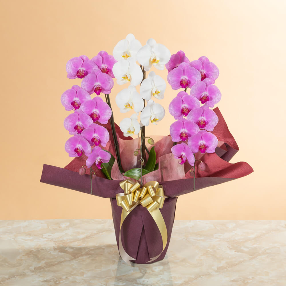 大輪胡蝶蘭「3本立ち（紅白）～スタンダードクラス～」｜法人向け