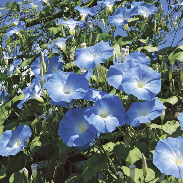 園芸ネット本店｜[26年4月下旬予約]アサガオ（イポメア）：西洋朝顔