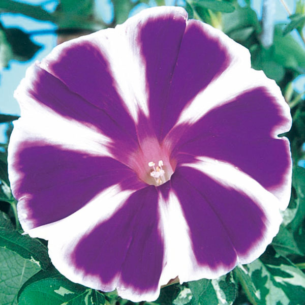 園芸ネット本店｜アサガオ曜白朝顔：富士の紫2.5号ポット3株セット の