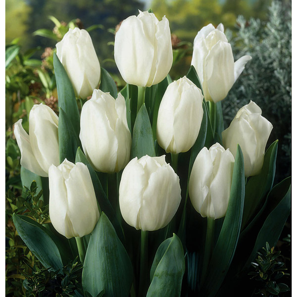 園芸ネット本店｜チューリップ（単色咲き）：ホワイトマーベル（白）4