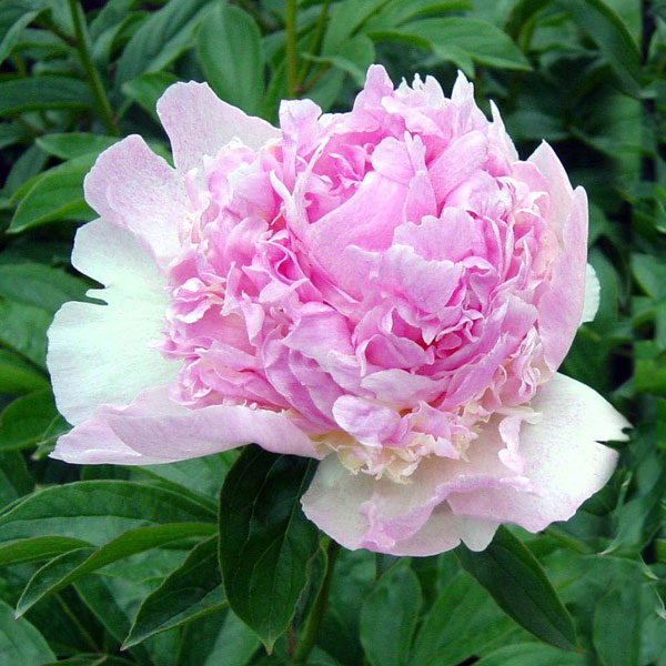 園芸ネット本店｜シャクヤク（芍薬）：ラズベリーサンダー7号ポット の