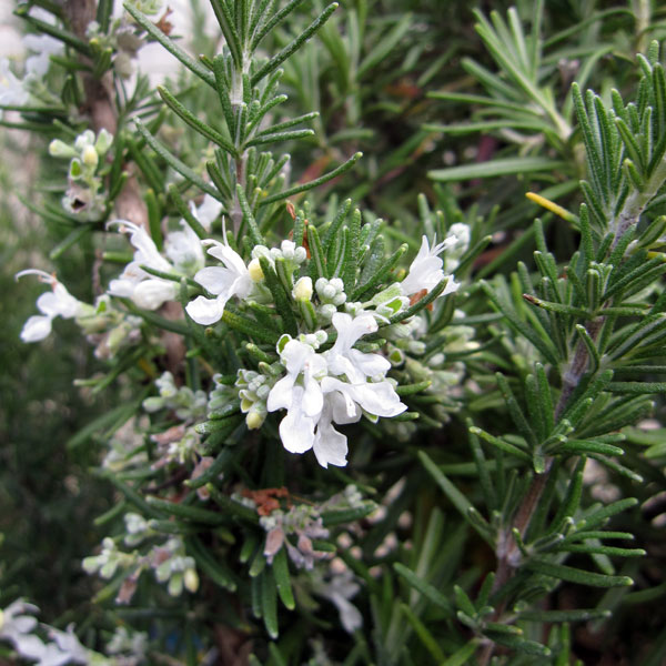 園芸ネット本店｜ローズマリー（立性）：ホワイト3号ポット2株セット