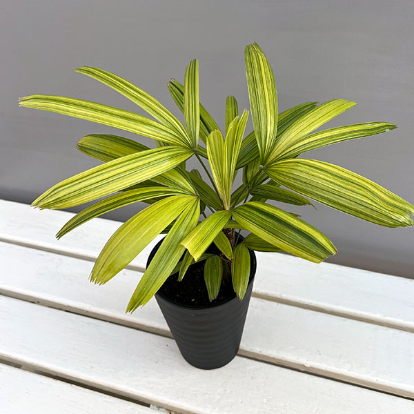 園芸ネット本店｜カンノンチク：綾錦(あやにしき)4号鉢植え の通販【公式】