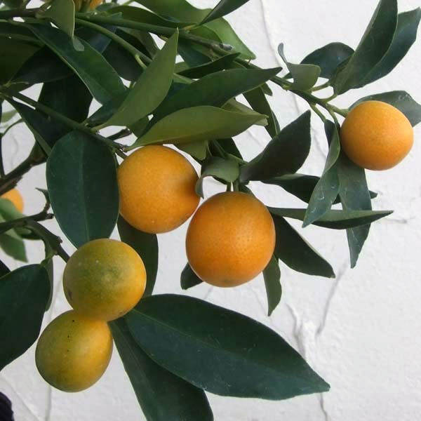 園芸ネット本店｜キンカン：ぷちまるキンカン5号鉢植え[実付き] の通販