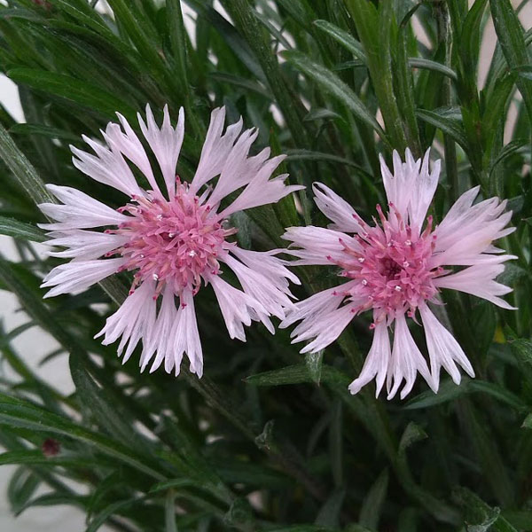 ♢矢車草ページです♢ ヤグルマギク（矢車菊）（セントーレア