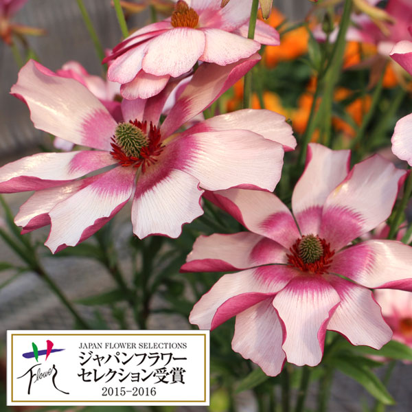 園芸ネット本店｜ラナンキュラス：ラックス リュキア5号鉢（開花終了株