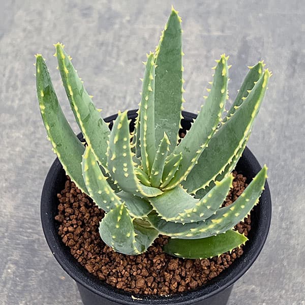 園芸ネット本店｜アロエ：ラモシシマ 3号ポット の通販【公式】