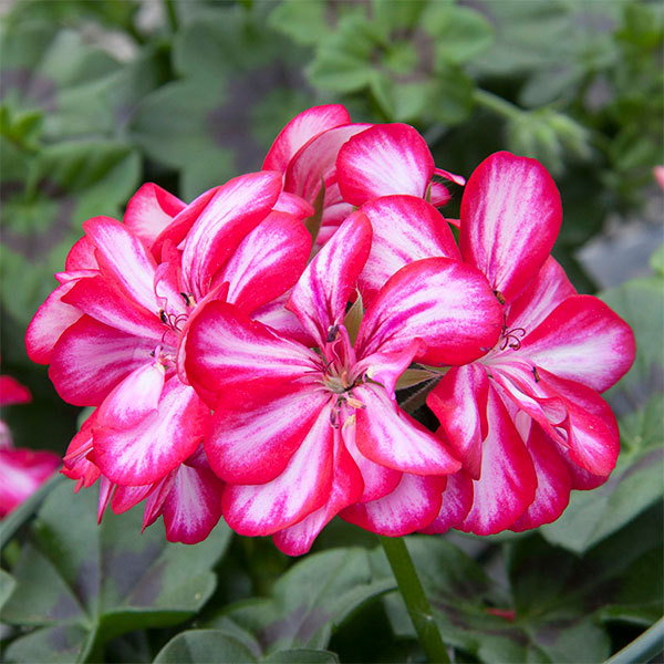 園芸ネット本店｜アイビーゼラニウム：ロイヤル キャンディチョック3.5