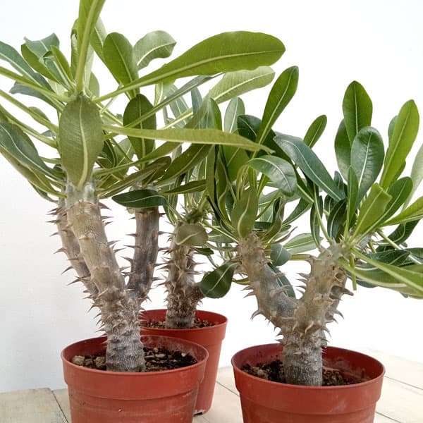 園芸ネット本店｜パキポディウム：デンシフローラム（国内実生株） 3.5