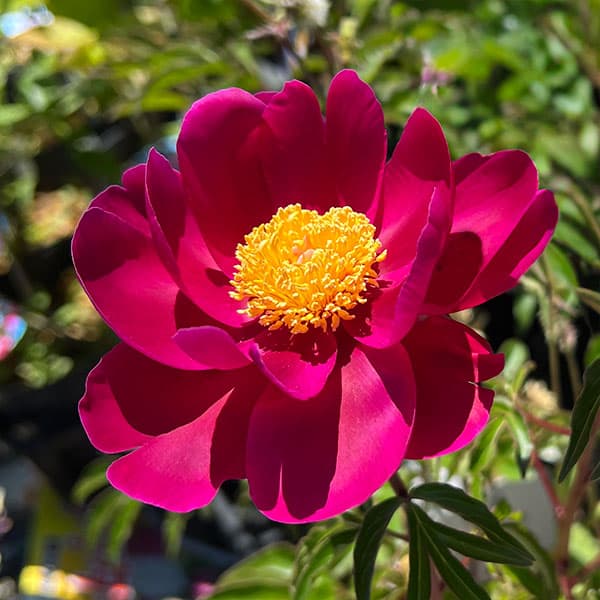 園芸ネット本店｜シャクヤク（芍薬）：漁火（いさりび）4号ポッ の通販