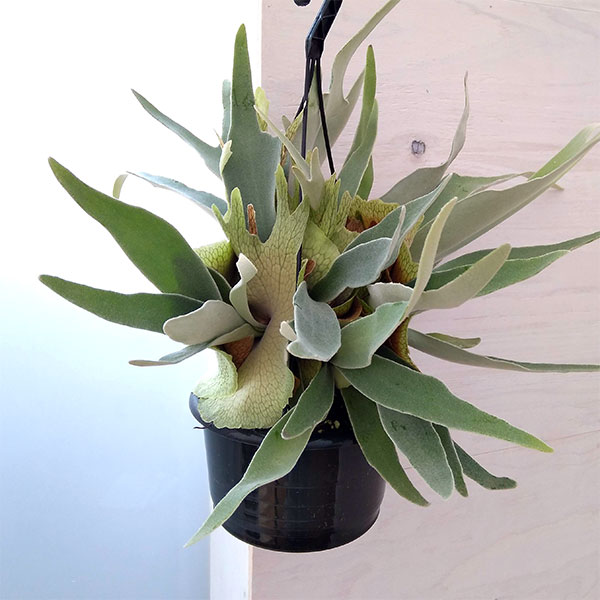 園芸ネット本店｜[ザ・ファームセレクト]ビカクシダ（コウモリラン